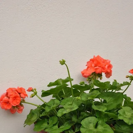 Βίλα Villa Erietta & Villa Ariana Near Lefkas Center *